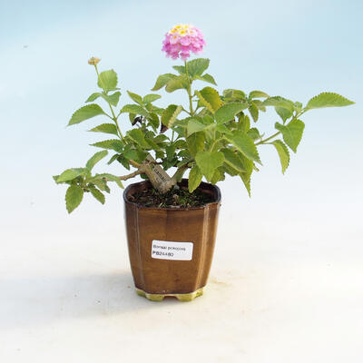 Pokojová bonsai-Lanthana camara-Libora proměnlivá - 1