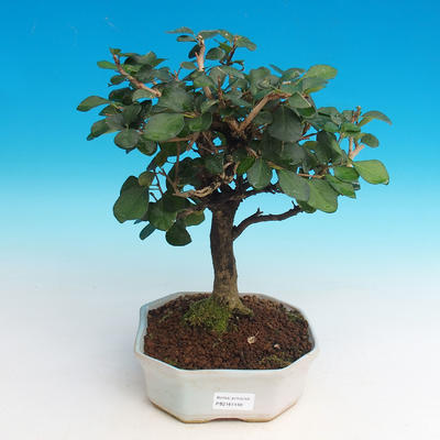 Pokojová bonsai - Blachia chunii - Blahoš - 1