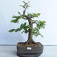 Venkovní bonsai - Habr obecný - Carpinus betulus - 1/5