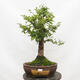 Venkovní bonsai-Ulmus Glabra-Jílm tuhý - 1/5