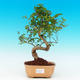 Pokojová bonsai -Ligustrum chinensis - Ptačí zob PB216450 - 1/3