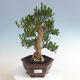 Pokojová bonsai - Buxus harlandii - korkový buxus - 1/5