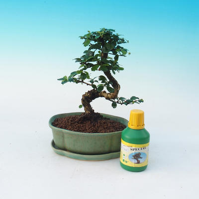 Pokojová bonsai sada, Carmona macrophylla - Čaj fuki