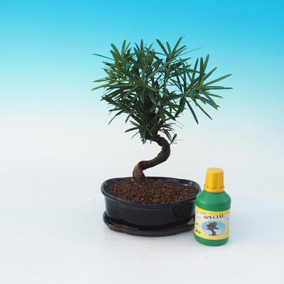 Pokojová bonsai sada, Podocarpus - Kamenný tis