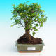 Pokojová bonsai -Malolistý jilm - P215451 - 1/3