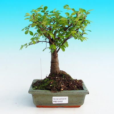 Pokojová bonsai -Malolistý jilm - P215452 - 1