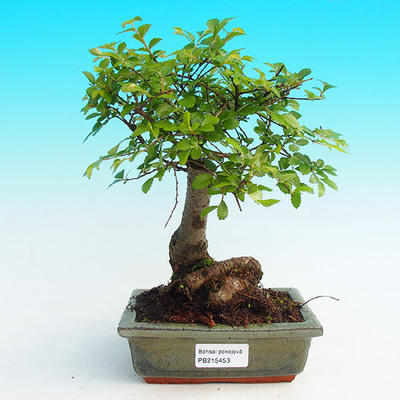 Pokojová bonsai -Malolistý jilm - P215453 - 1