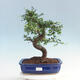 Pokojová bonsai - Ulmus parvifolia - Malolistý jilm - 1/6