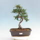 Pokojová bonsai - Ulmus parvifolia - Malolistý jilm - 1/6