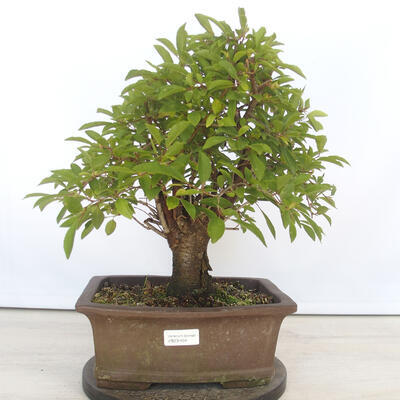 Venkovní bonsai - Mahalebka - Prunus mahaleb - 1