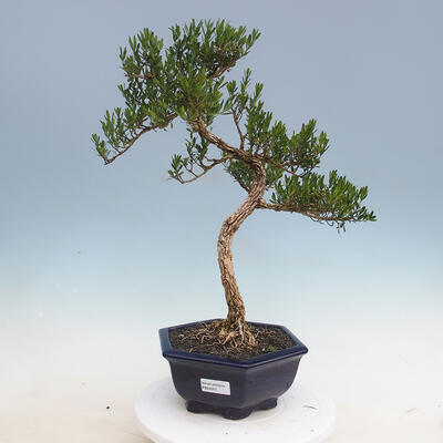 Pokojová bonsai - Buxus harlandii - korkový buxus - 1