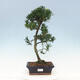 Pokojová bonsai - Podocarpus - Kamenný tis - 1/4