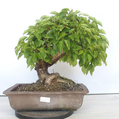 Vonkajšie bonsai - Mahalebka - Prunus mahalieb - 1