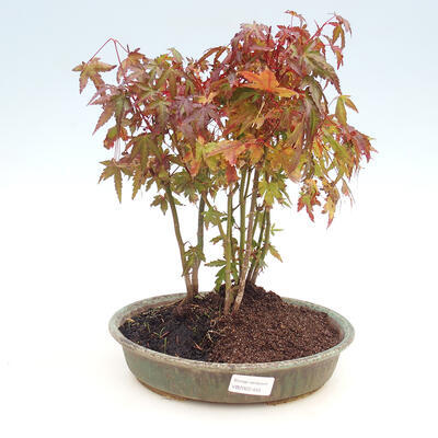 Venkovní bonsai lesík - Acer palmatum - Javor dlanitolistý - 1