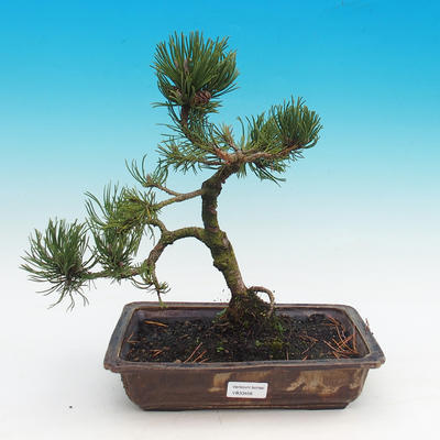 Venkovní bonsai - Pinus mugo Klostercotter - Borovice kleč