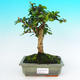 Pokojová bonsai - Carmona macrophylla PB215456 - 1/5