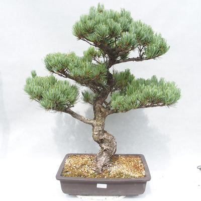 Venkovní bonsai - Pinus parviflora - Borovice drobnokvětá - 1