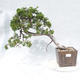 Venkovní bonsai - Juniperus sabina -Jalovec chvojka - 1/5