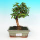 Pokojová bonsai - Carmona macrophylla PB215460 - 1/5