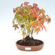 Venkovní bonsai lesík - Acer palmatum - Javor dlanitolistý - 1/2