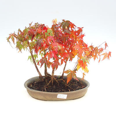 Venkovní bonsai lesík - Acer palmatum - Javor dlanitolistý - 1