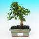 Pokojová bonsai - Carmona macrophylla PB215463 - 1/5