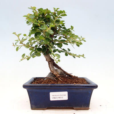 Venkovní bonsai - Cotoneaster horizontalis - Skalník - 1