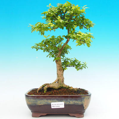 Pokojová bonsai -Ligustrum aurea - Ptačí zob PB21466 - 1