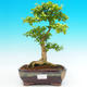 Pokojová bonsai -Ligustrum aurea - Ptačí zob PB21466 - 1/3