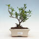 Pokojová bonsai - Gardenia jasminoides-Gardenie - 1/2