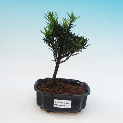 Pokojová bonsai - Podocarpus - kamenný tis - 1