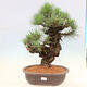 Venkovní bonsai - Pinus thunbergii corticosa - borovice korková - 1/4