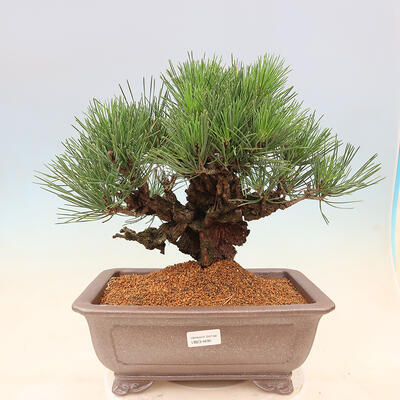 Venkovní bonsai - Pinus thunbergii corticosa - borovice korková - 1
