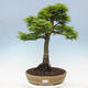 Venkovní bonsai -Javor dlanitolistý Acer palmatum Shishigashira - 1/6