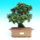 Pokojová bonsai - Duranta PB215470 - 1/2