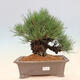 Venkovní bonsai - Pinus thunbergii corticosa - borovice korková - 1/4