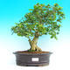 Pokojová bonsai -PREMNA MICROPHYLLA Kozlovoň malolistá PB215473 - 1/3