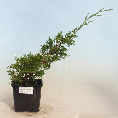 Venkovní bonsai - Juniperus chinensis Itoigawa-Jalovec čínský - 1
