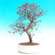 Pokojová bonsai-Loropetalum chinensis PB215475 - 1/3
