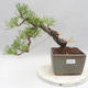 Venkovní bonsai - Pinus sylvestris - Borovice lesní - 1/5