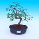 Pokojová bonsai - Fraxinus uhdeii - pokojový Jasan - 1/2