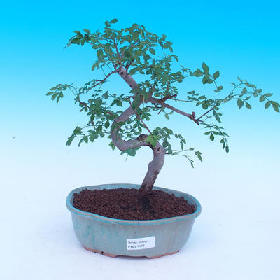 Pokojová bonsai - Fraxinus uhdeii - pokojový Jasan - 1