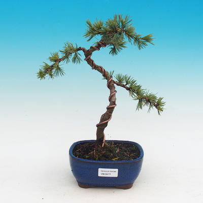 Venkovní bonsai - Cedrus Libani Brevifolia - Cedr zelený