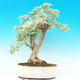 Pokojová bonsai - Duranta variegata PB215477 - 1/3