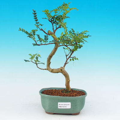 Pokojová bonsai - Pepřovník PB215478 - 1