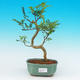 Pokojová bonsai - Pepřovník PB215478 - 1/4