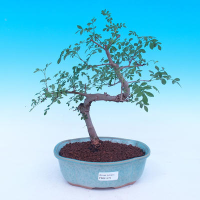 Pokojová bonsai - Fraxinus uhdeii - pokojový Jasan - 1