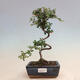 Venkovní bonsai - Cotoneaster horizontalis - Skalník - 1/2