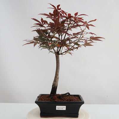 Venkovní bonsai - Acer palm. Atropurpureum-Javor dlanitolistý - 1
