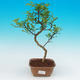 Pokojová bonsai - Pepřovník PB215480 - 1/4